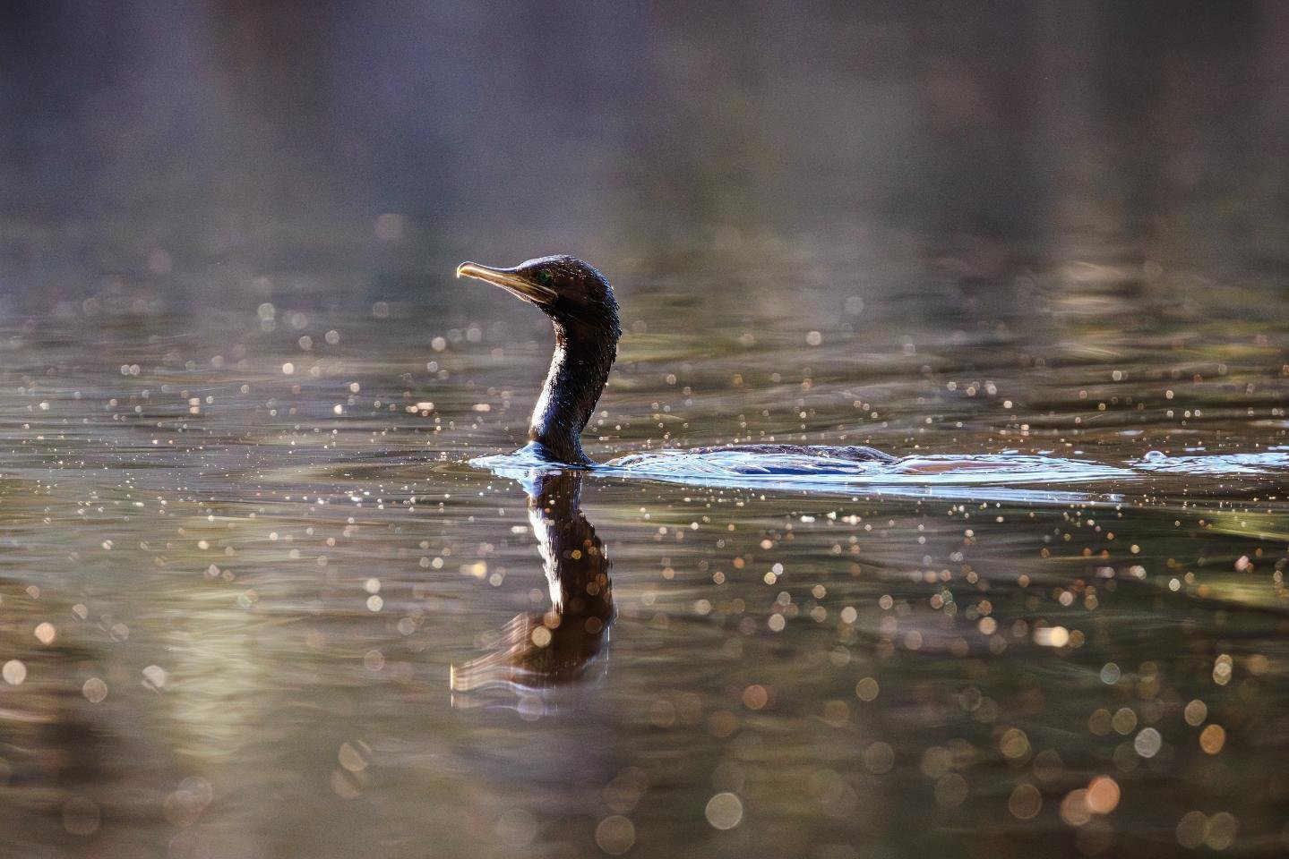 #cormorant
