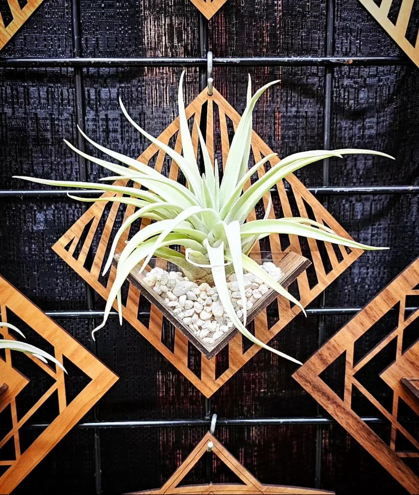 Catch the talented @lightrazordesign today mid-market with these beautiful designed air planters! Come learn about how Ryan makes these by have and the design process! See you curbside today! #makersmarket #shopsmall #seattle #streetstyle #airplants 