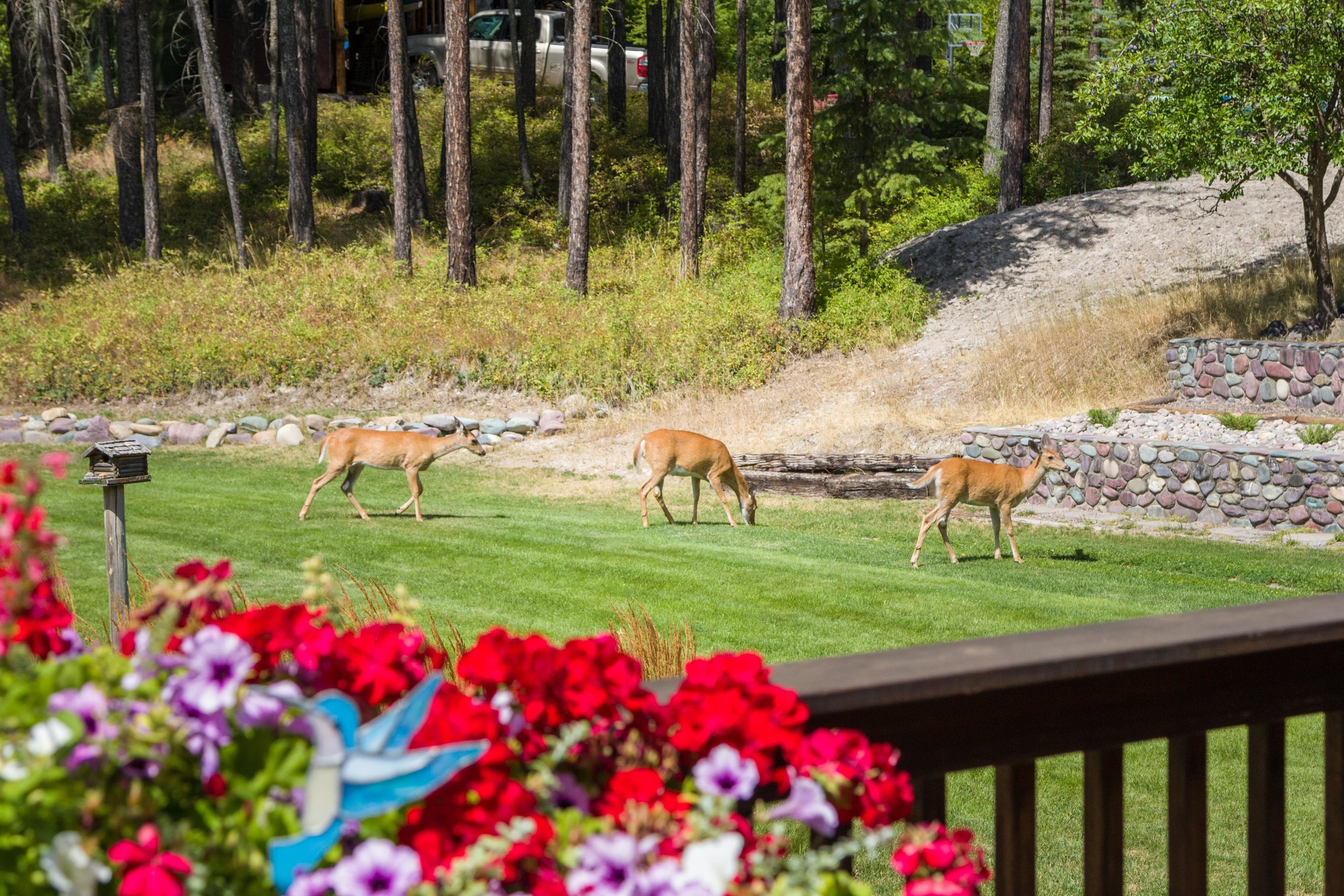 LOCAL DEER PASSING THROUGH THE YARD DAILY