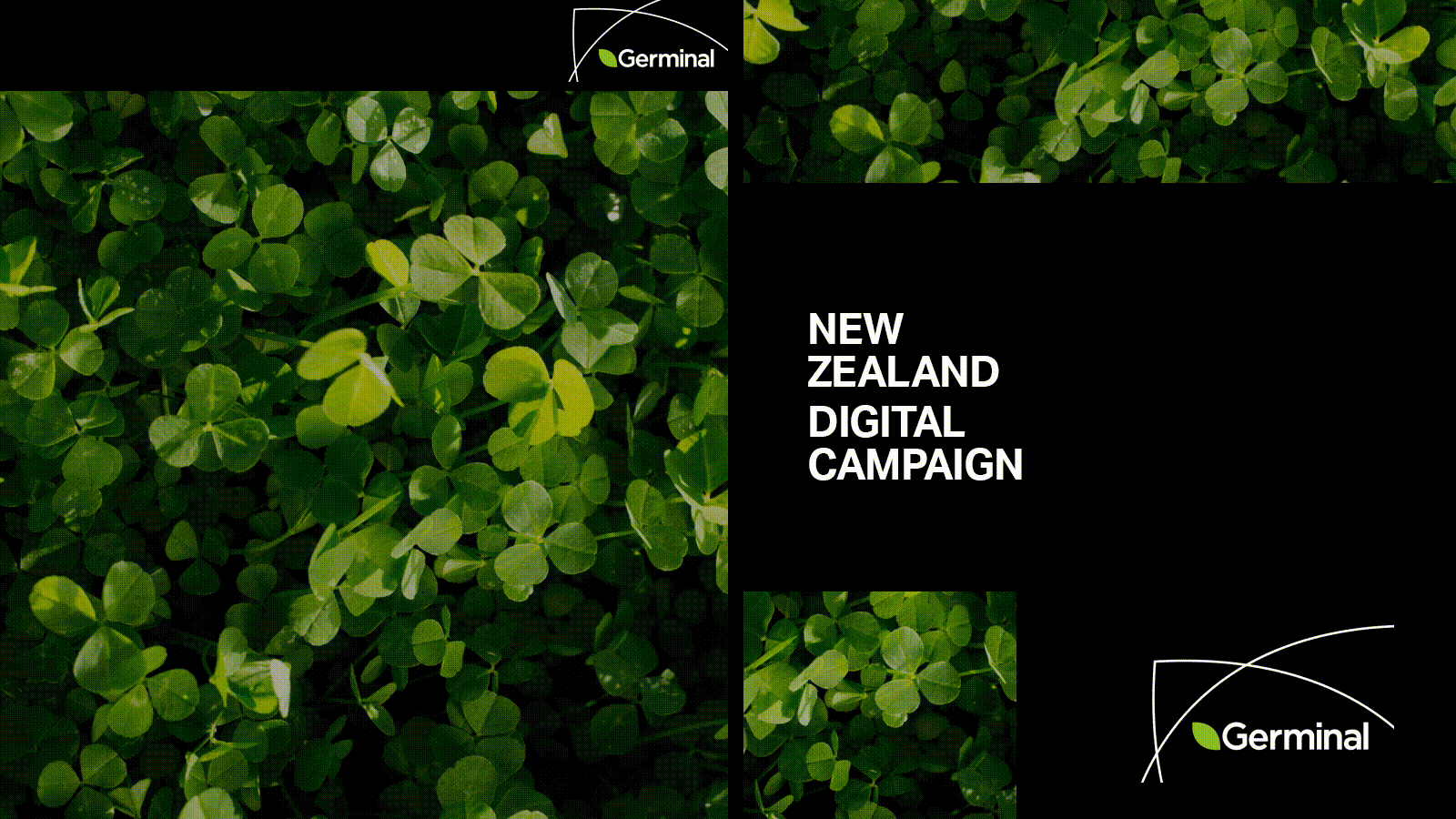 NZCAMPAIGN.gif