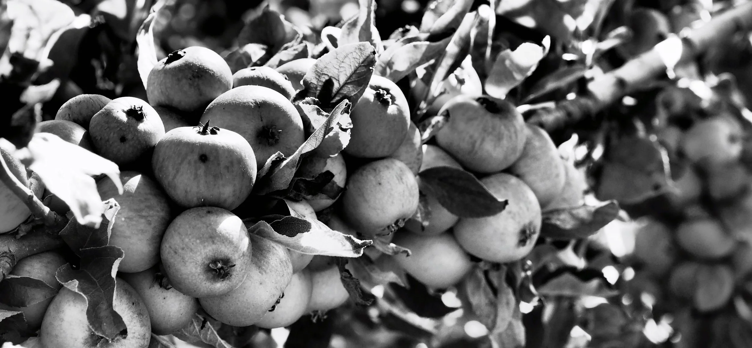 banner image_fotor1.jpg