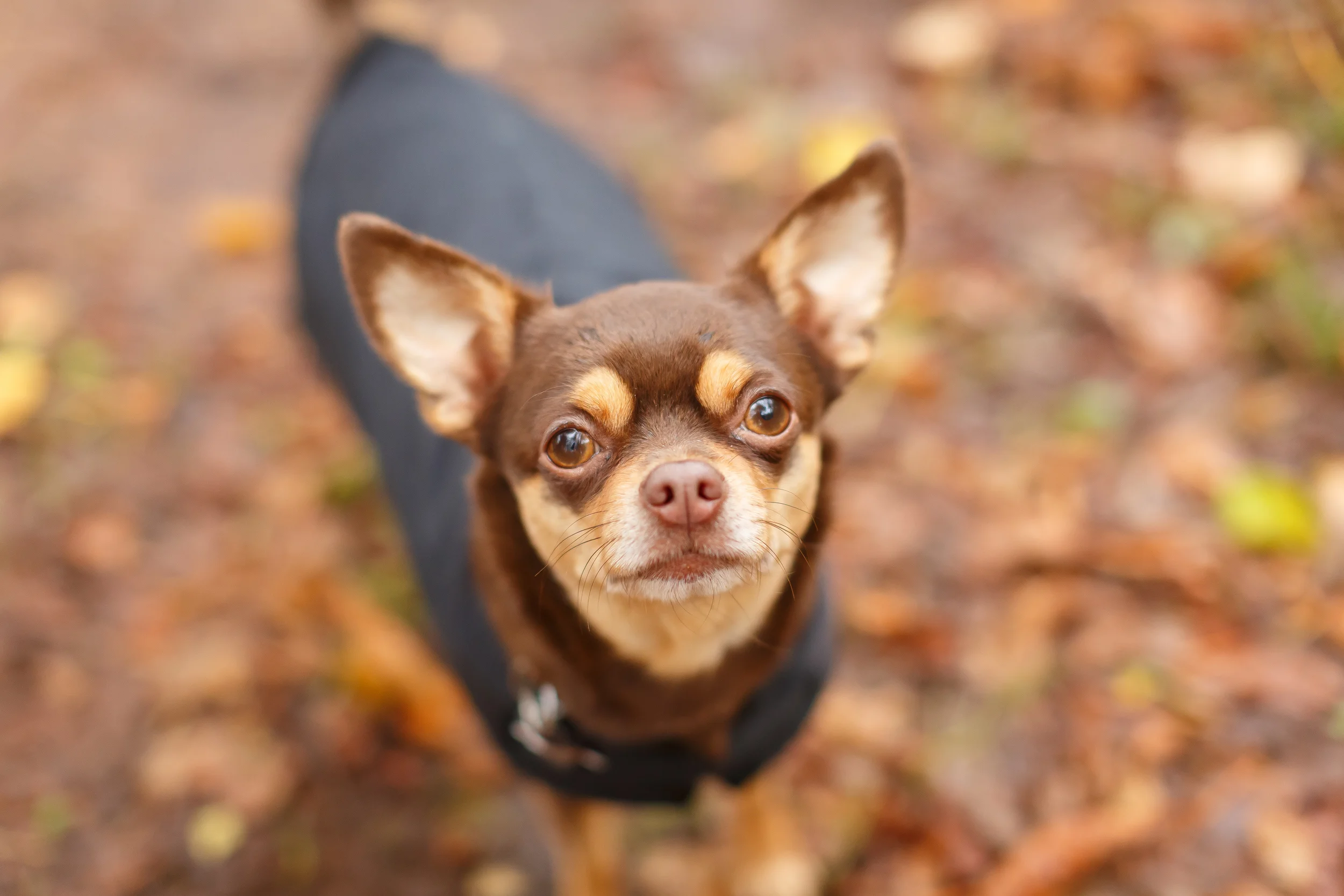 Your Four Legged Friends