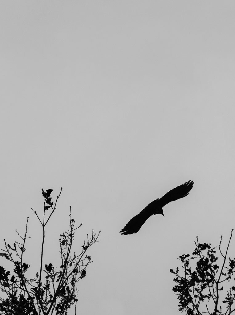 silhouettes-composition-tips-bird.jpg