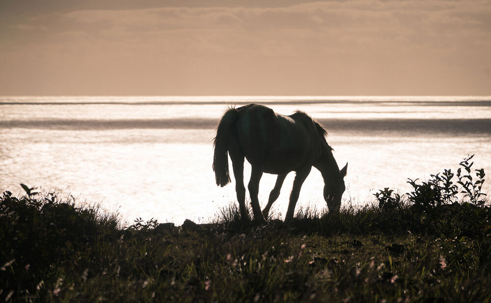 silhouettes-composition-tips-horse.jpg