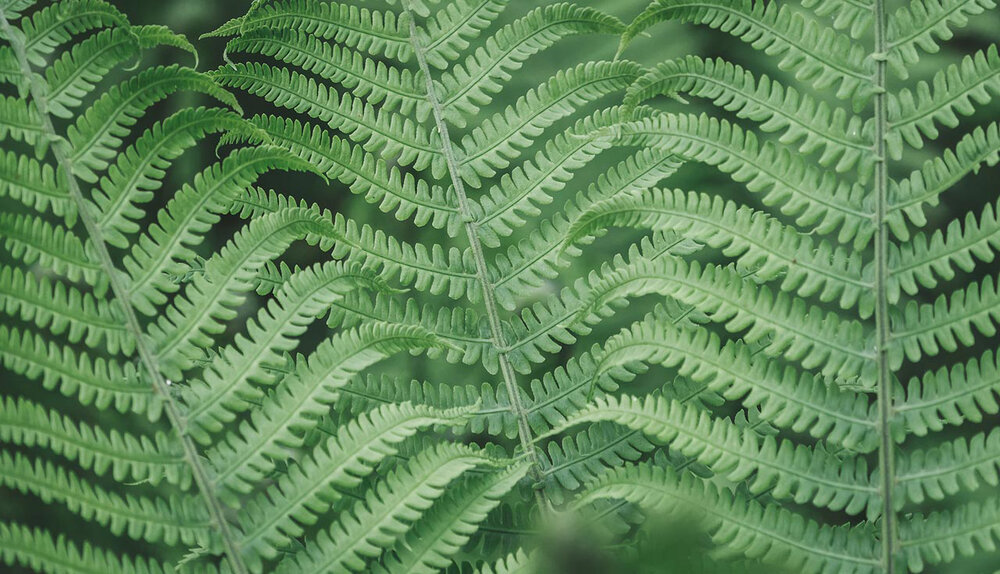repetition-pattern-composition-tips-fern.jpg