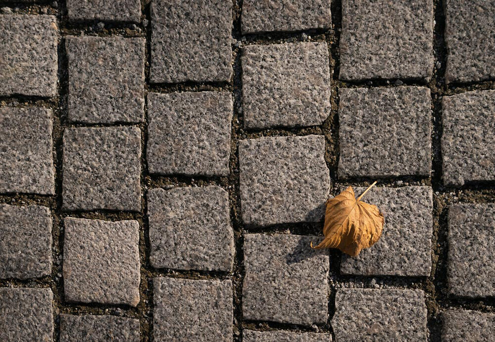 repetition-pattern-composition-tips-leaf-on-paved-road.jpg