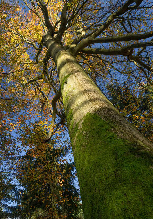 perspective-low-angle-composition-tips-autumn-tree.jpg
