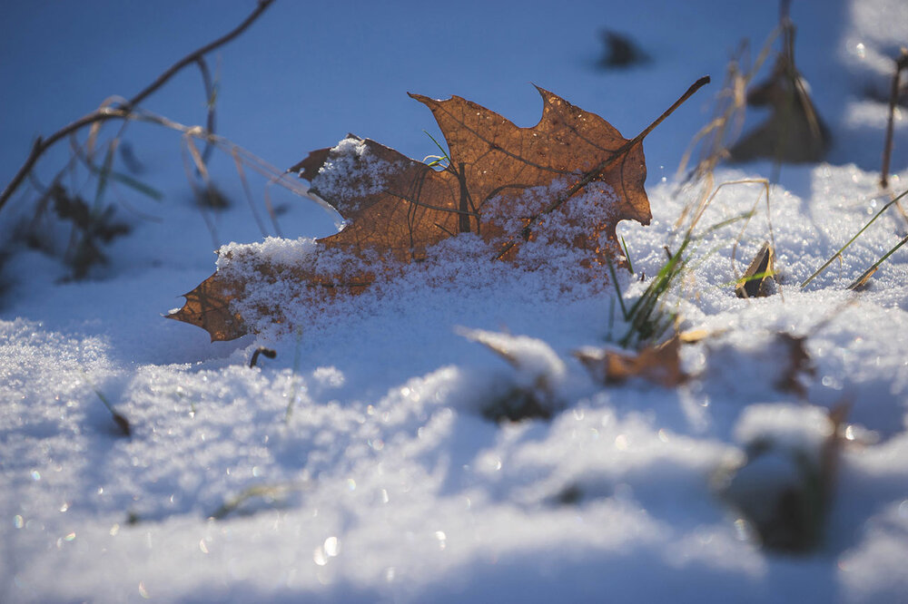 perspective-low-angle-composition-tips-leaf-on-snow.jpg