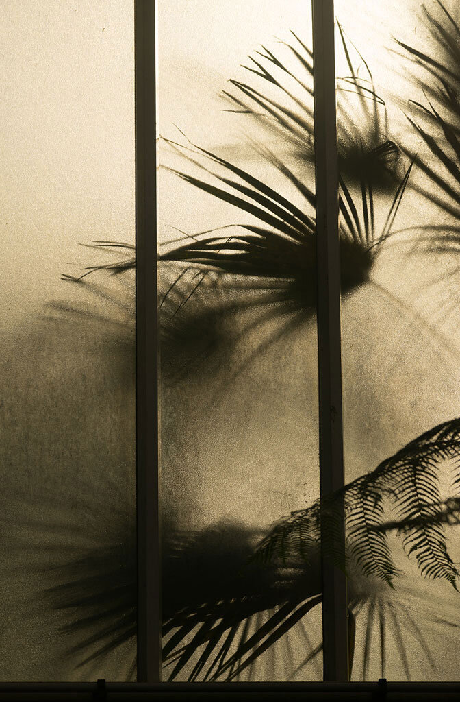 shadows-composition-tips-palms-in-greenhouse.jpg