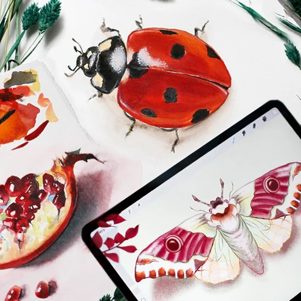 Realistic mixed media illustration of a ladybug, pomegranate, and moth alongside a digital drawing in Procreate, demonstrating 3D depth, texture, and realism techniques.