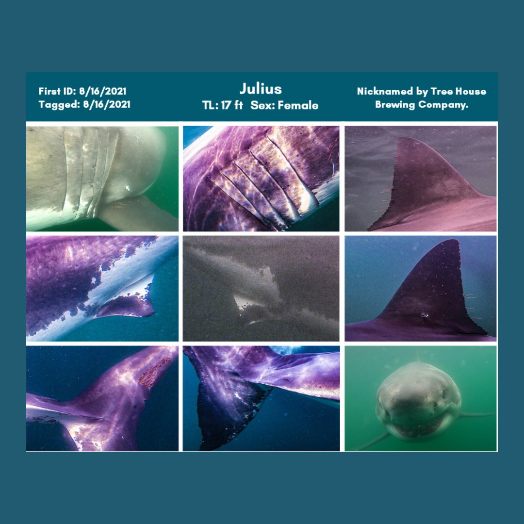 Awsc Logo Atlantic White Shark Conservancy