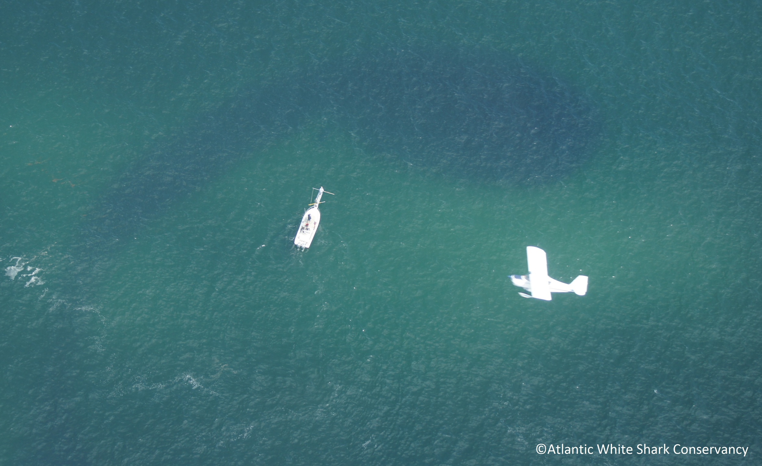 More Money for Shark Research