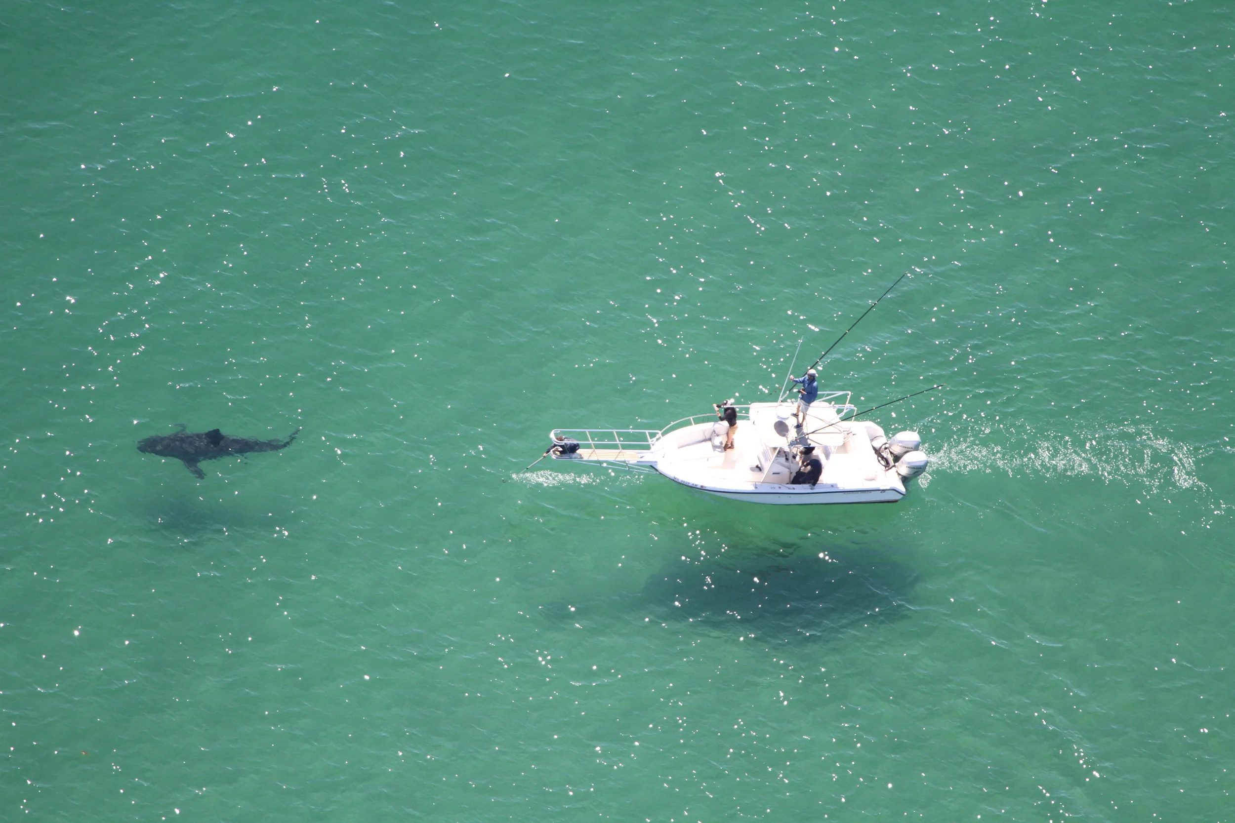 Jaws: Cape Cod Beach Resort Offers Real-Life Shark Adventures
