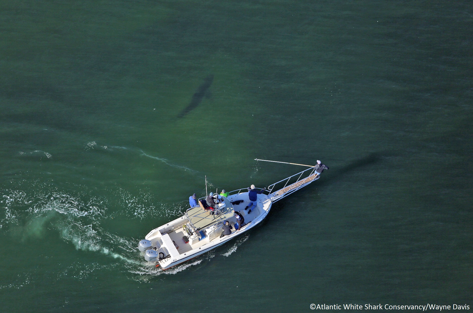 Playing Tag With Sharks