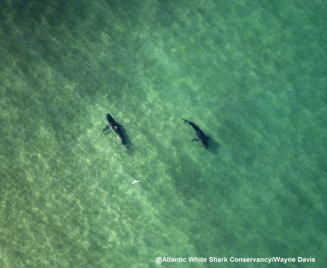 Cape Cod's Great White Shark Population May Be Growing