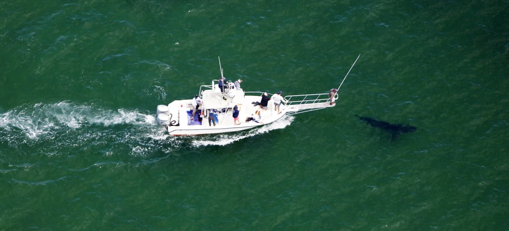 Tracking Great White Sharks off Cape Cod by Land, by Air, by Sea