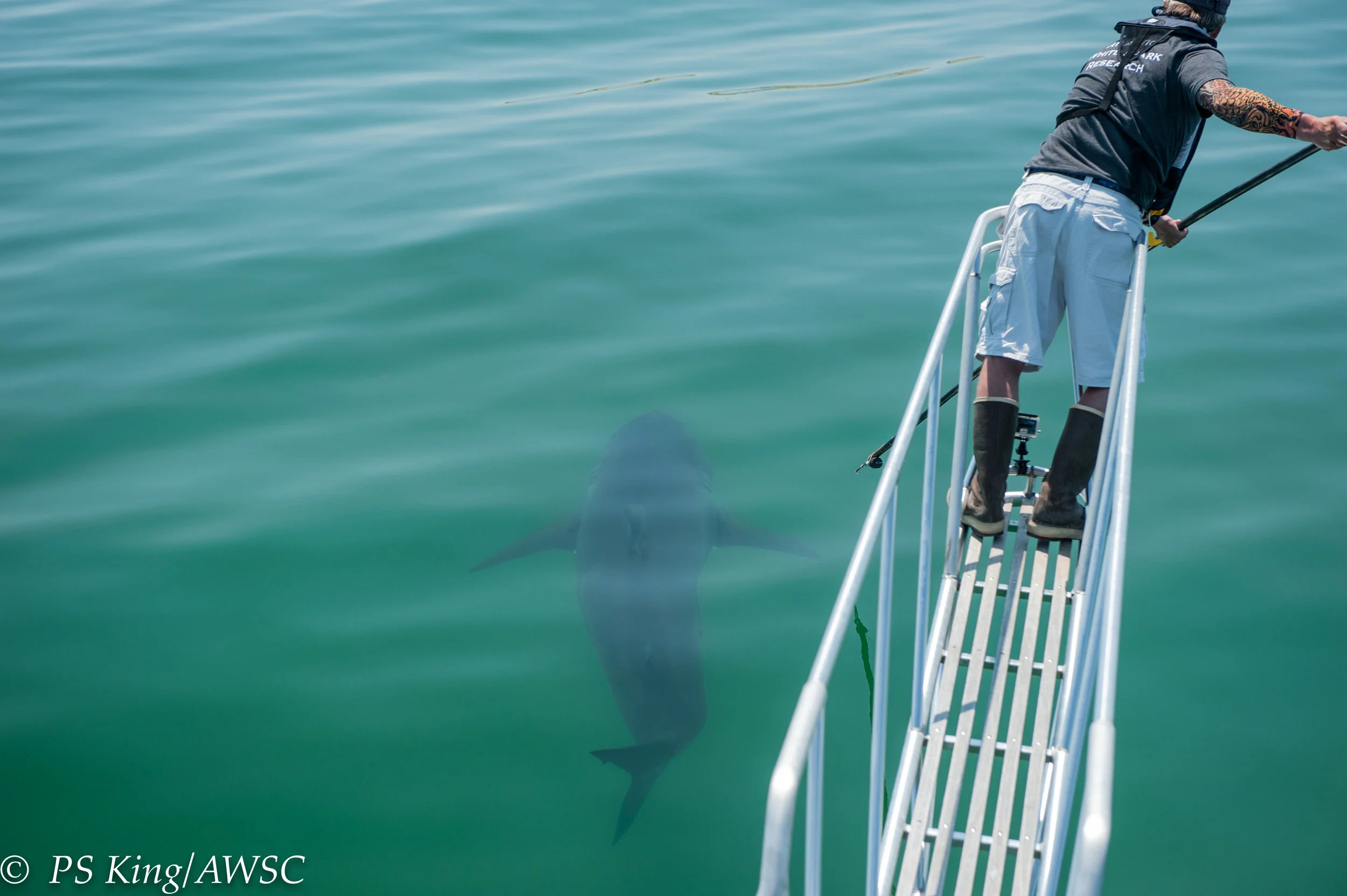  Obtaining GoPro footage of a White Shark off Nauset Beach, Orleans MA