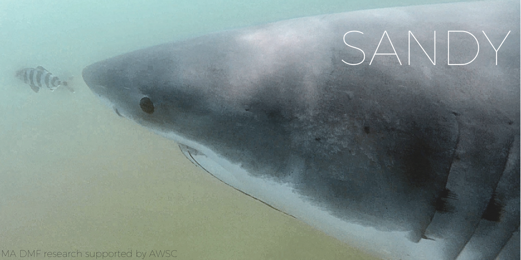 SANDY (1).png