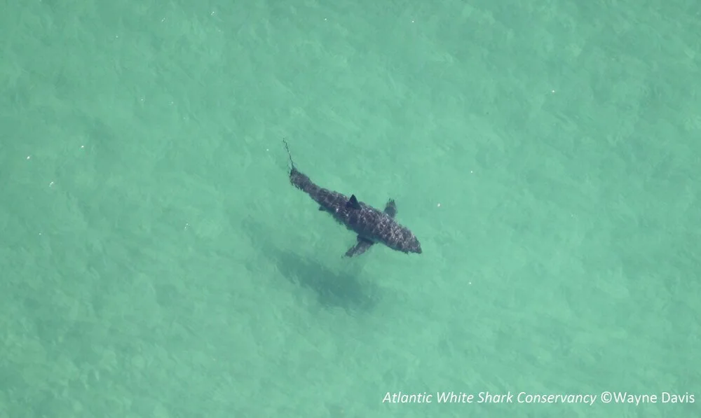 white-shark-in-water.jpeg