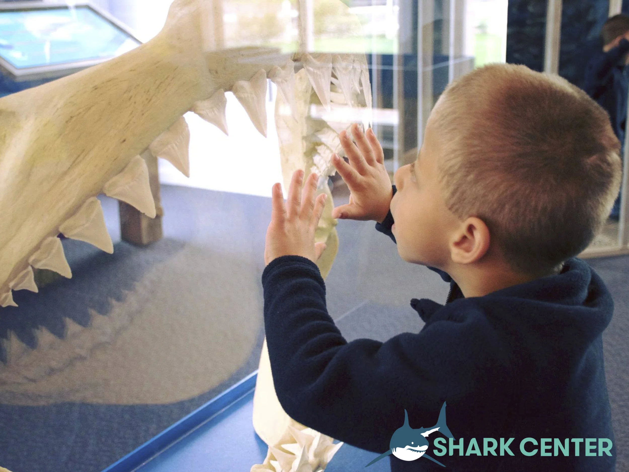 Shark Center.jpg