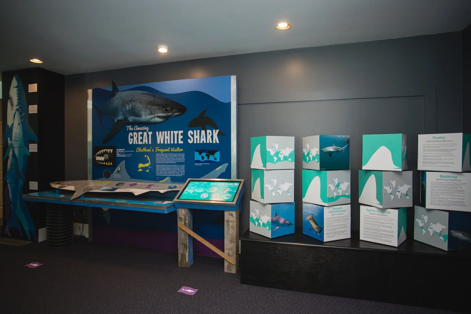 Shark Center featured in Top Family Activities Cape Cod