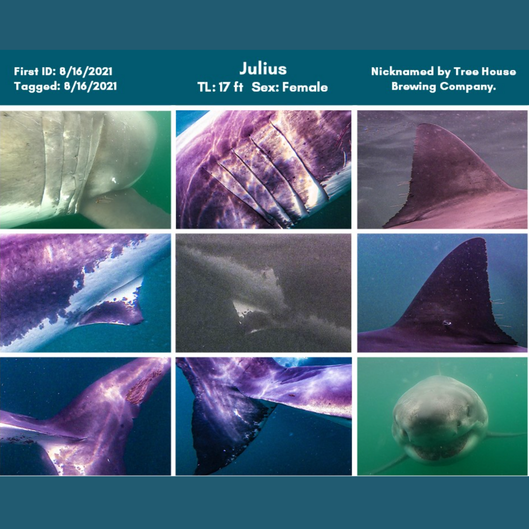 Atlantic White Shark Conservancy Updates White Shark Catalog  following 2022 Research Season; More than 600 Individual  Sharks Now Identified