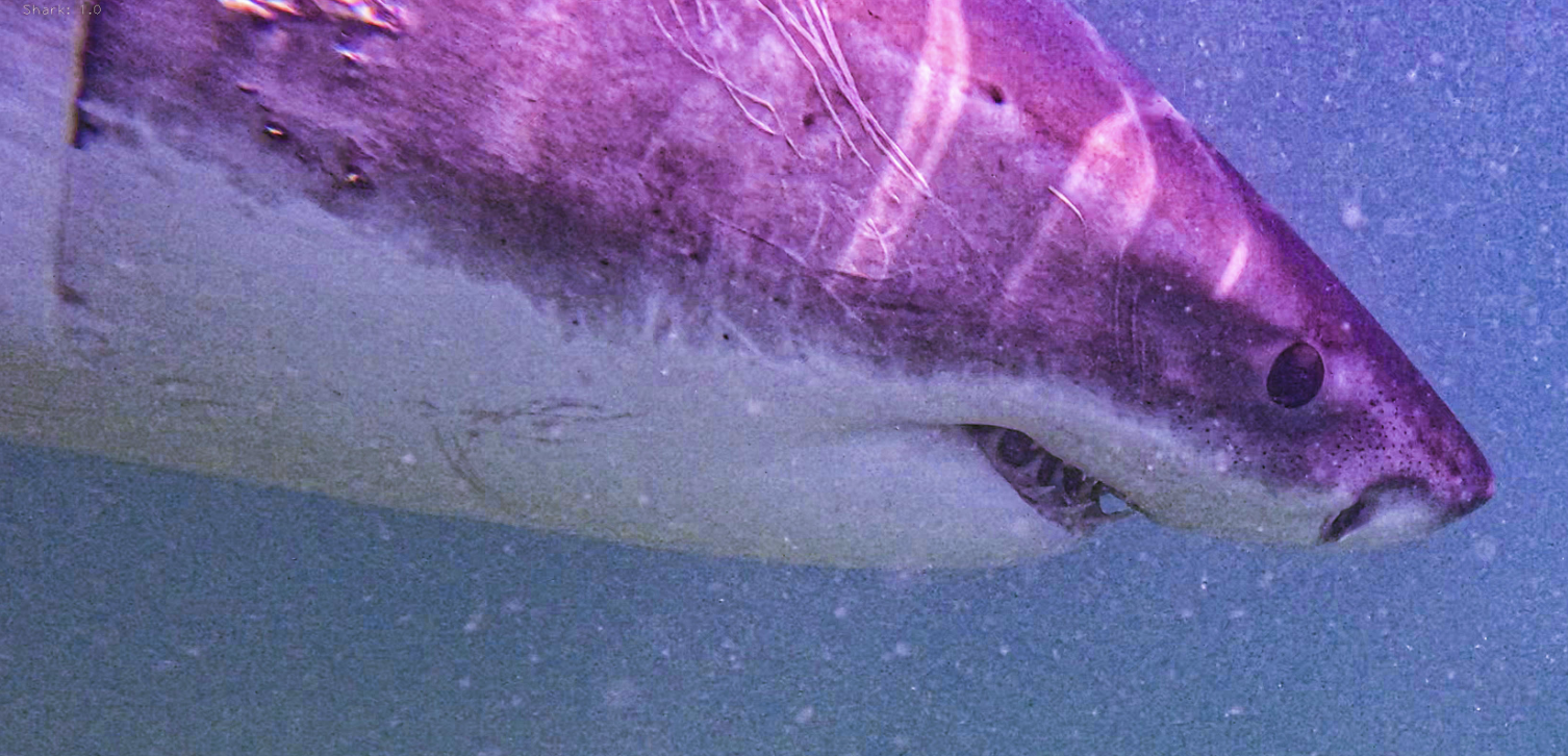Shark Marty Found and Sticking Around: 10-Foot Great White Named for Stop &amp; Shop’s Iconic Robot “Pings” Repeatedly in Two Weeks After Tagging