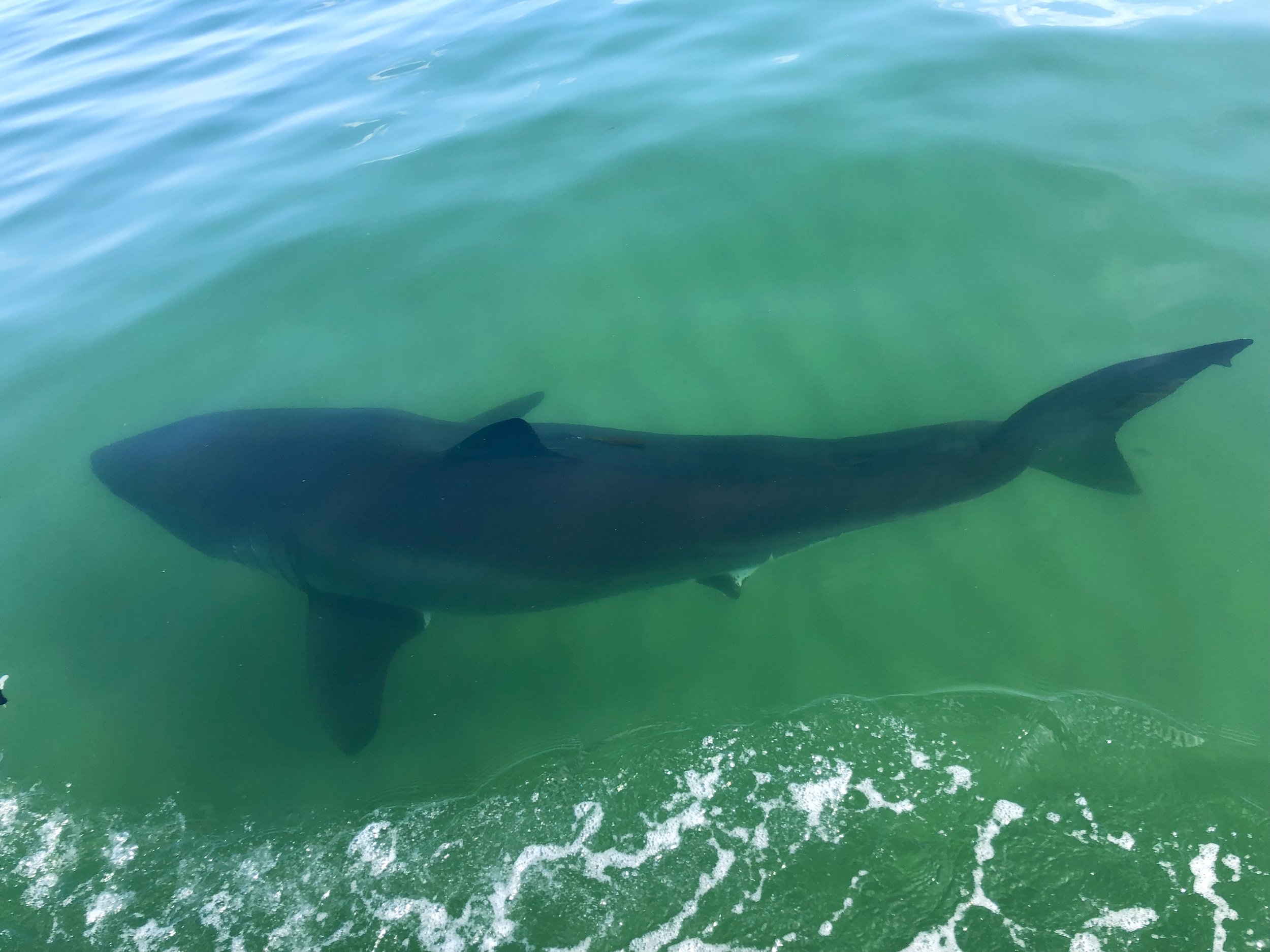 See White Sharks on Cape Cod! — AWSC