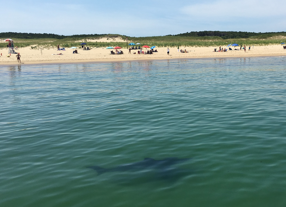 Understanding the Rewilding of Cape Cod: Curriculum Unit for Middle