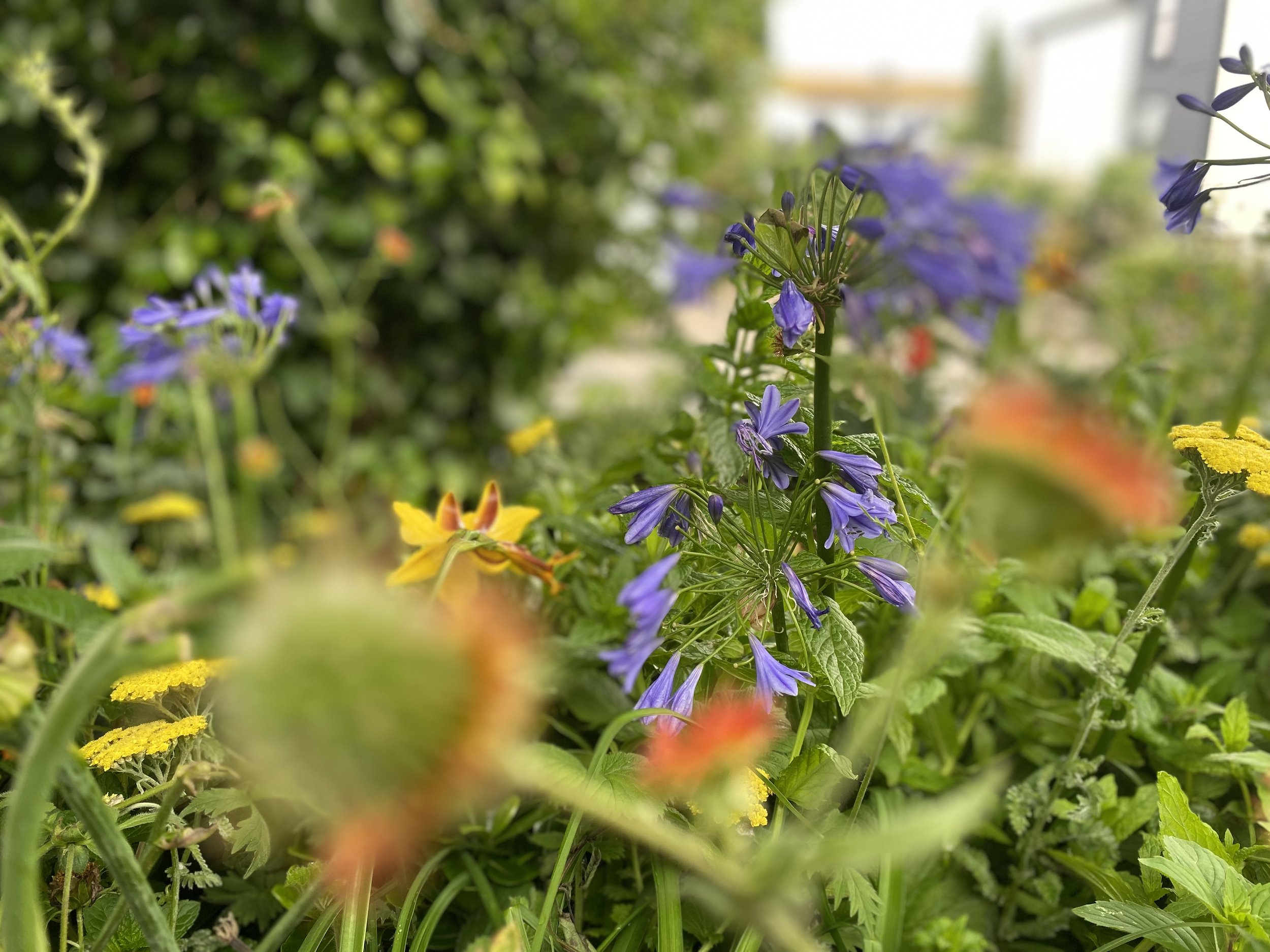 Chelsea Flower Show Delivery 3 JUN26.jpg