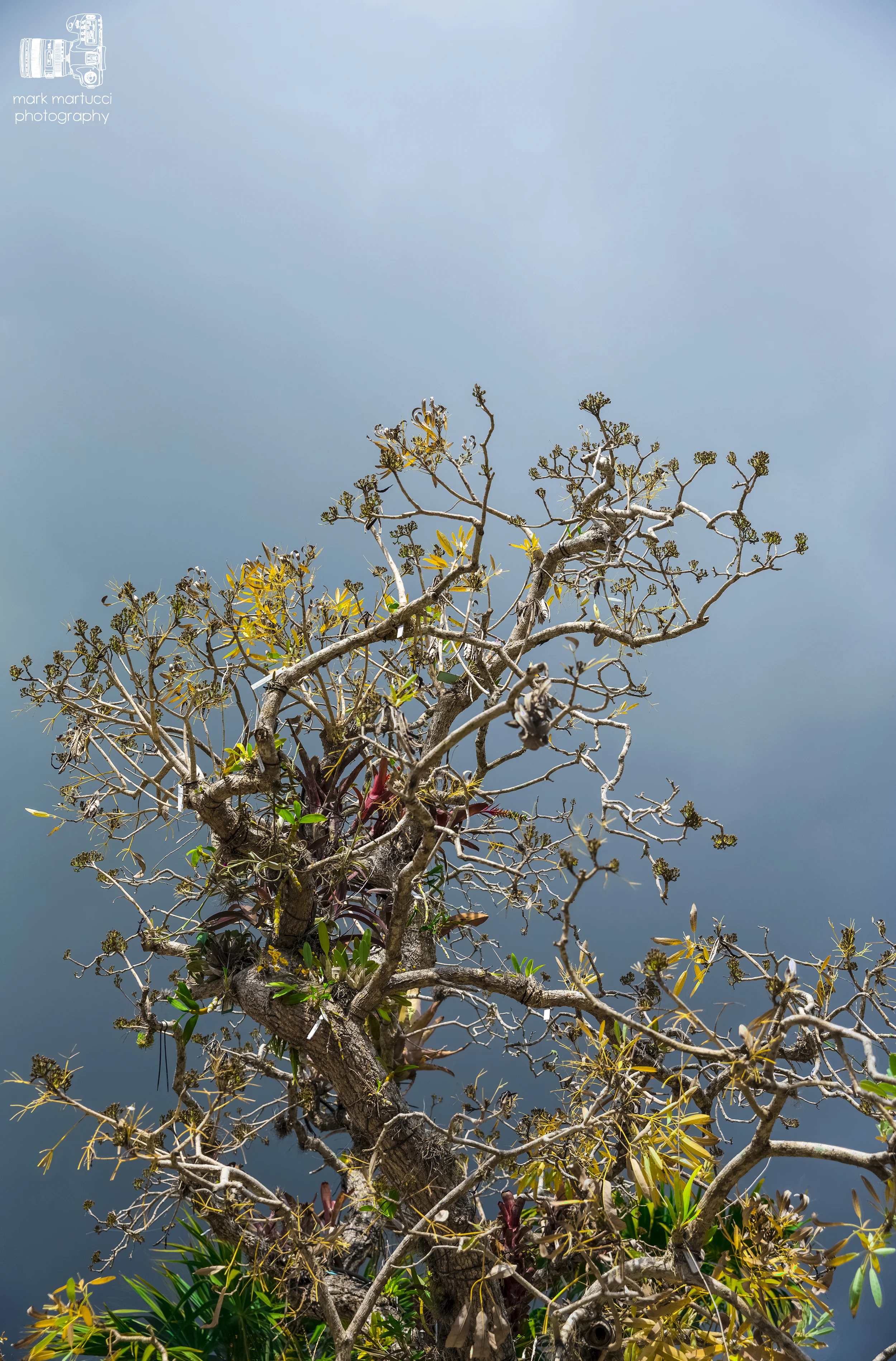 tree.jpg