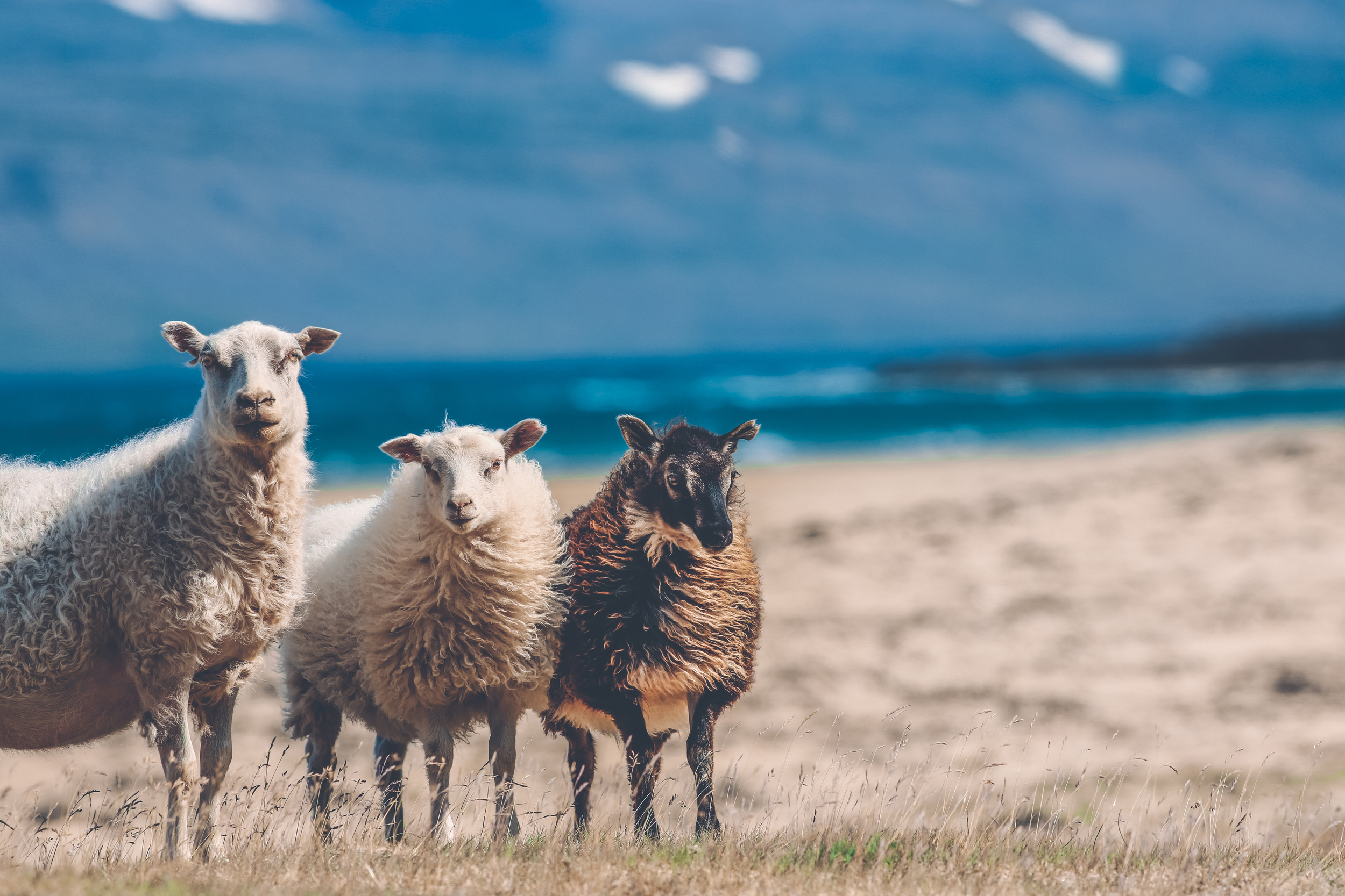 icelandic sheep 2.jpg