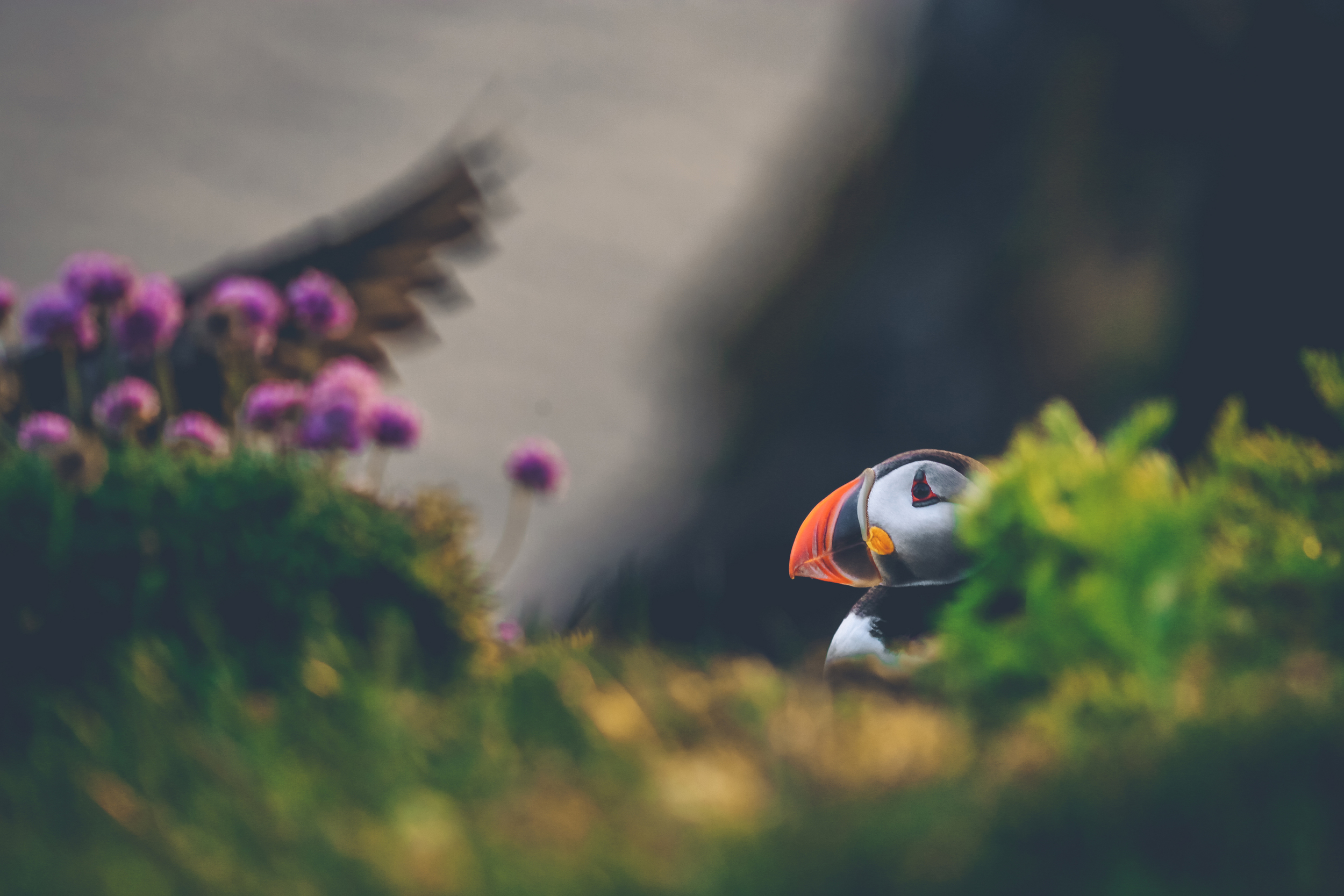 puffin 1.jpg