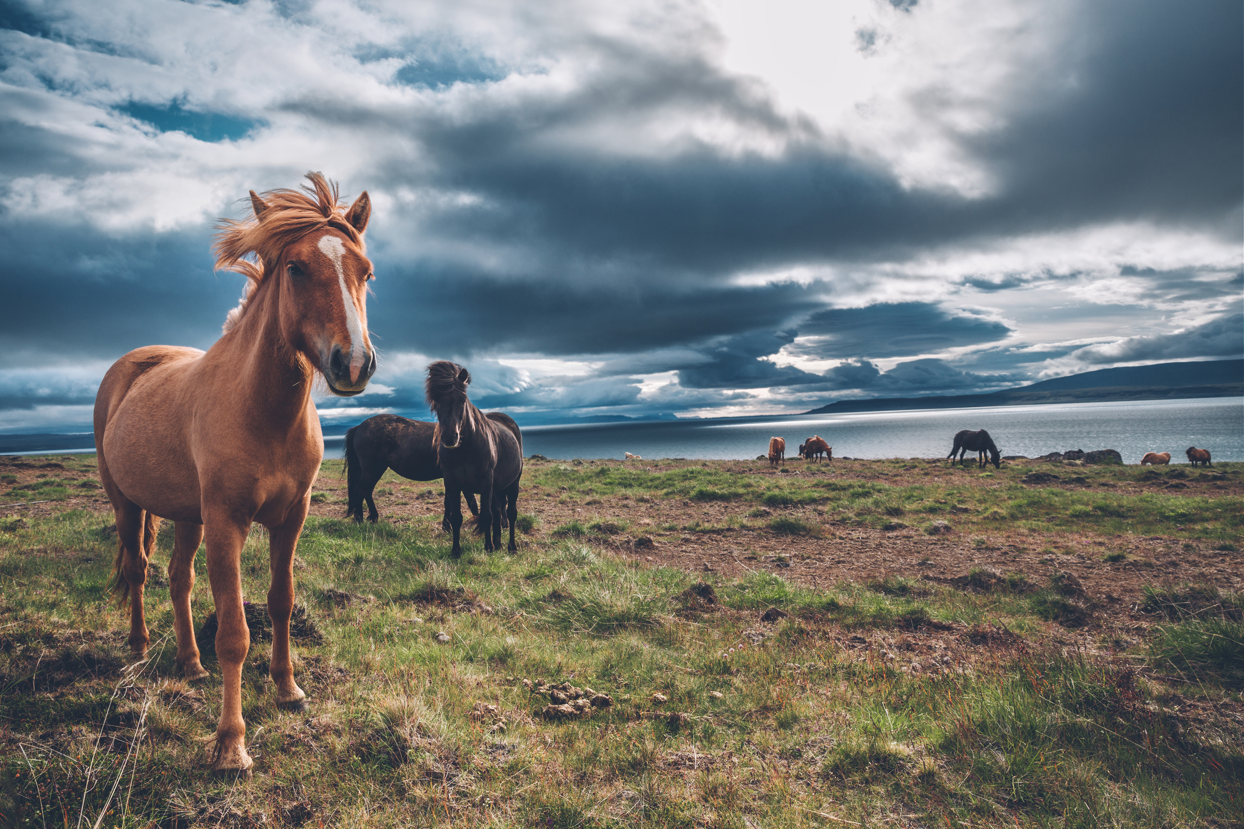 Icelandic horses.jpg