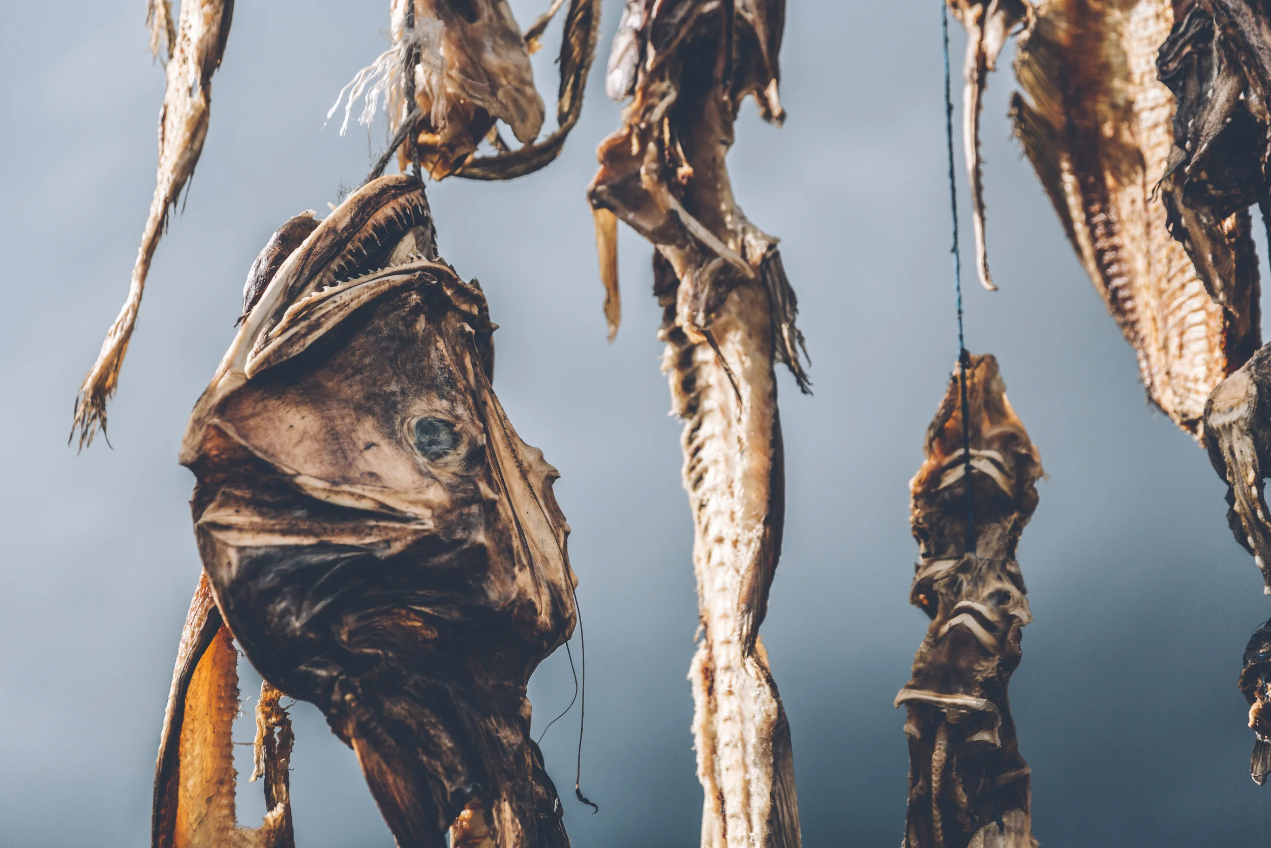 Deep sea fish drying in Iceland.jpg