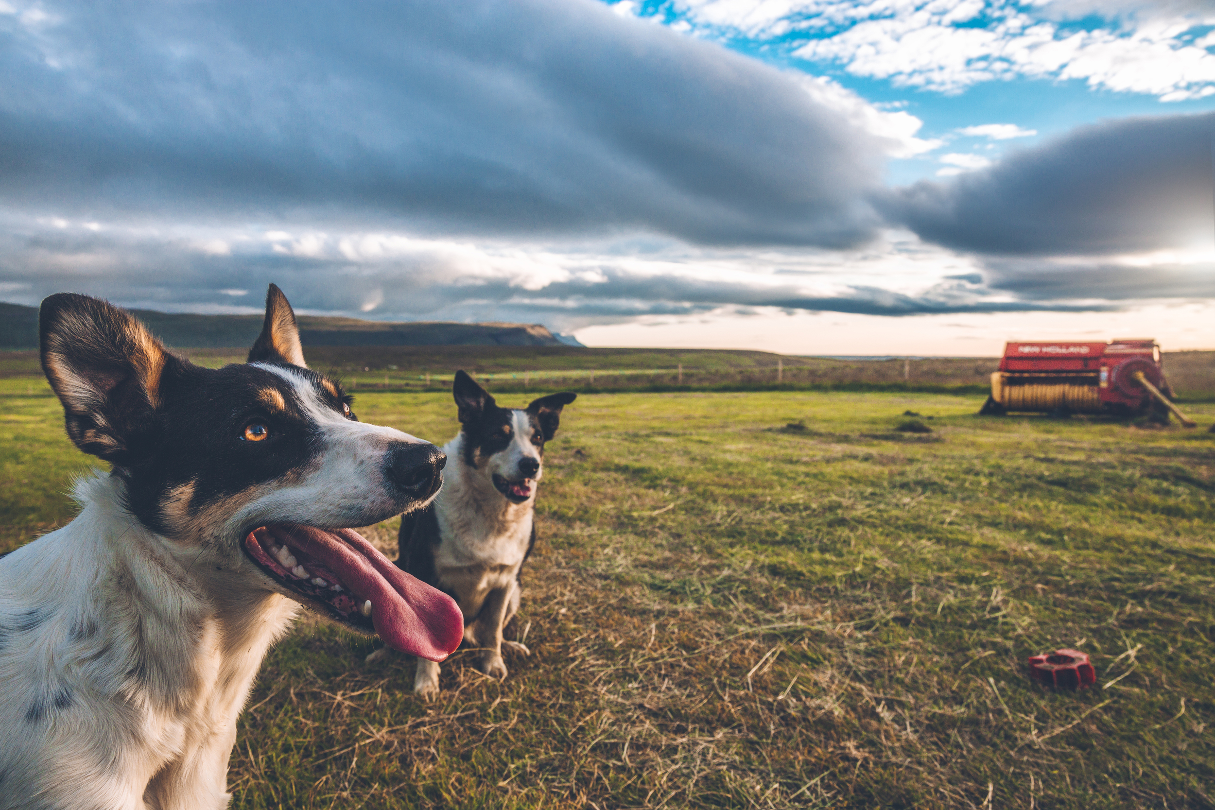 farm dogs.jpg