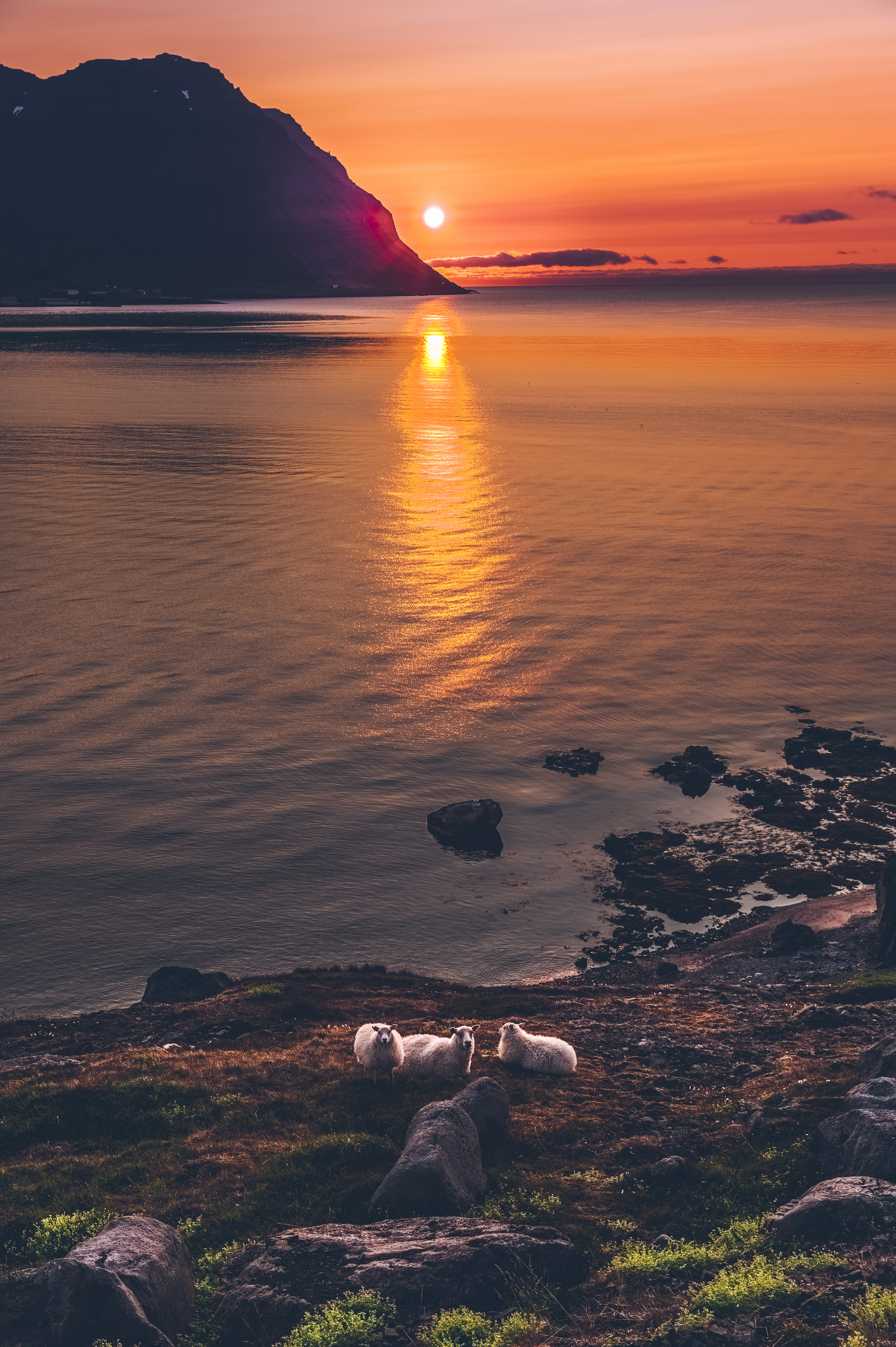 sheep at sunset near Ísafjörður.jpg