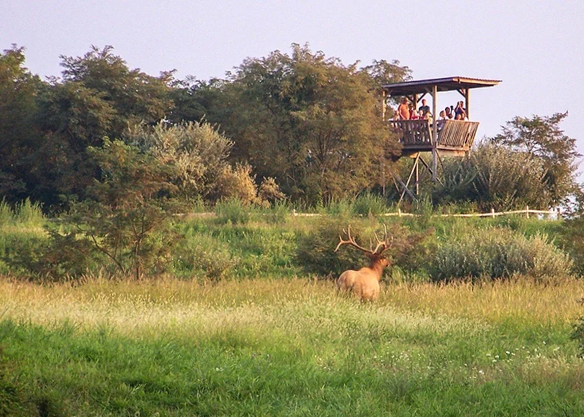 ElkTower1 3.jpg
