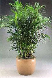 bamboo_palm.jpg