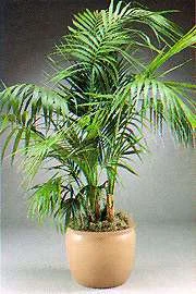 Kentia_Palm.jpg