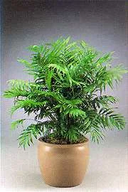 Neanthe_Bella_Palm.jpg