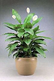 Peace_Lily_Supreme.jpg