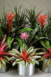 Bromeliads.jpg