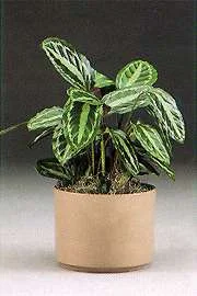 Calathea.jpg
