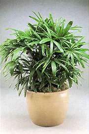 Lady_Palm.jpg