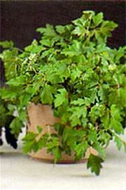 Oak_Leaf_Grape_Ivy.jpg