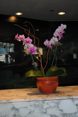 New_Interior Live Orchids - Everyone loves orchids!.jpg
