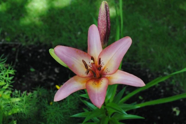 New_Exterior Gardens.jpg