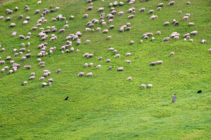 The Shepherd, original artwork by Carlo Scherer