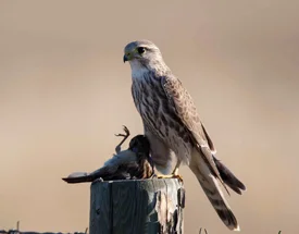 A merlin preying on a fellow feathered creature. Photo by Jessie H. Barry, allaboutbirds.com .